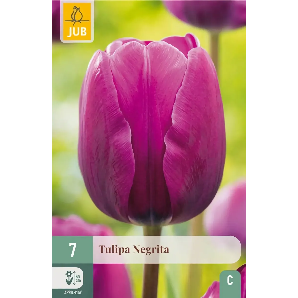 Bulbi di Tulipano Viola Negrita | JUB Holland Bulbi di Tulipano Viola Negrita | JUB Holland