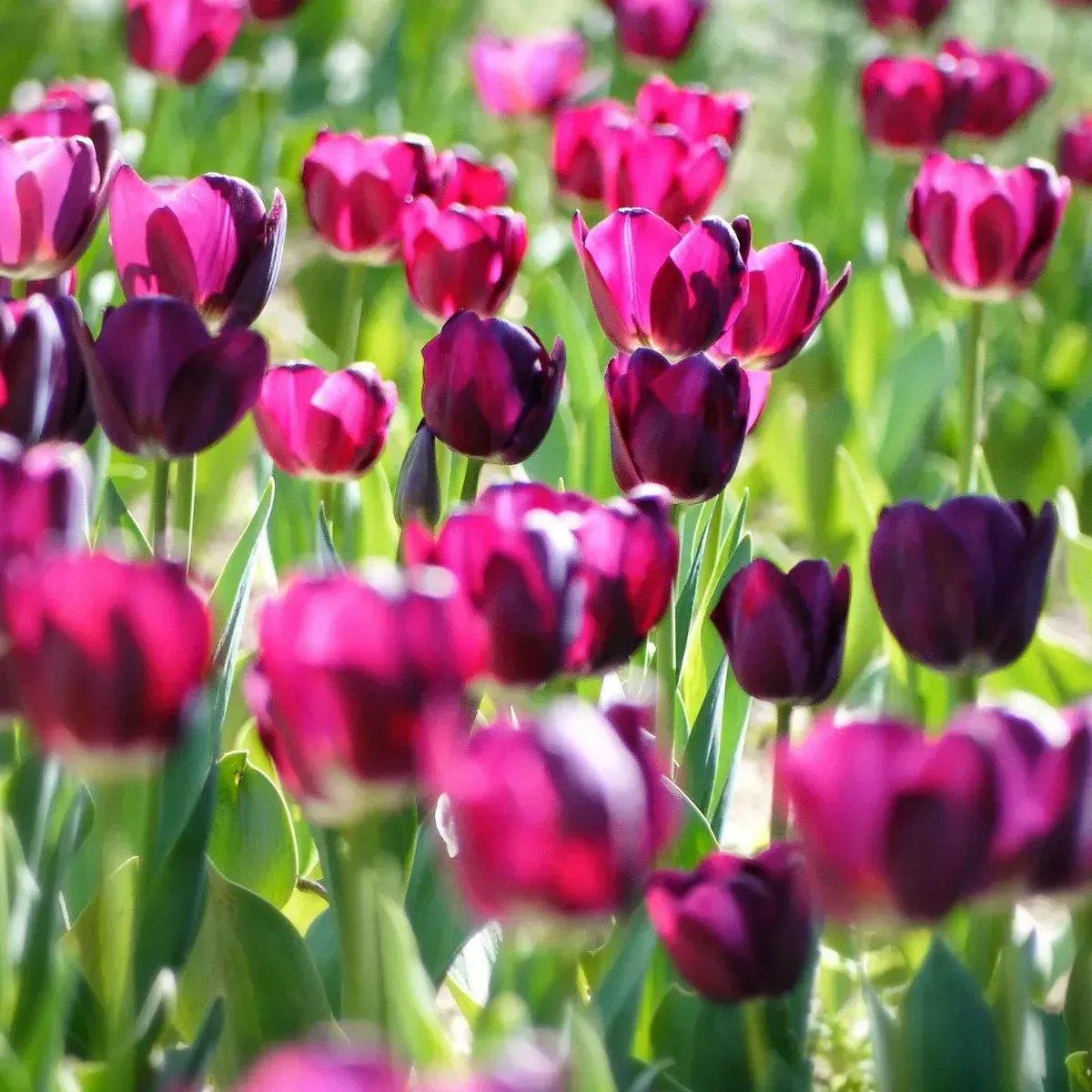 Bulbi di Tulipano Viola Negrita | JUB Holland
