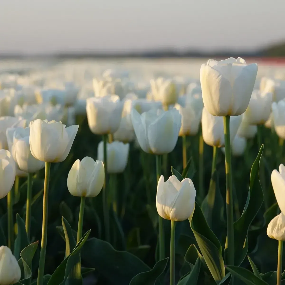Bulbi di Tulipano Royal Virgin JUB Holland
