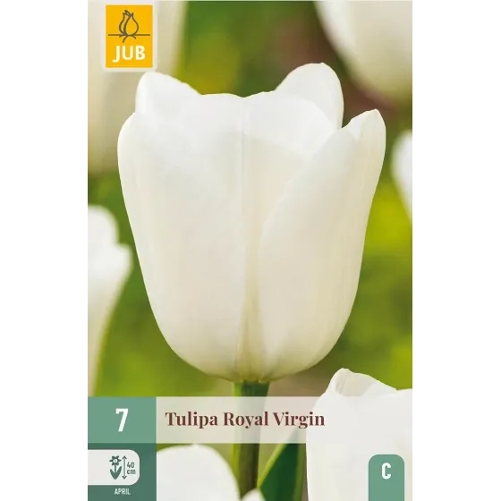 Bulbi di Tulipano Royal Virgin JUB Holland