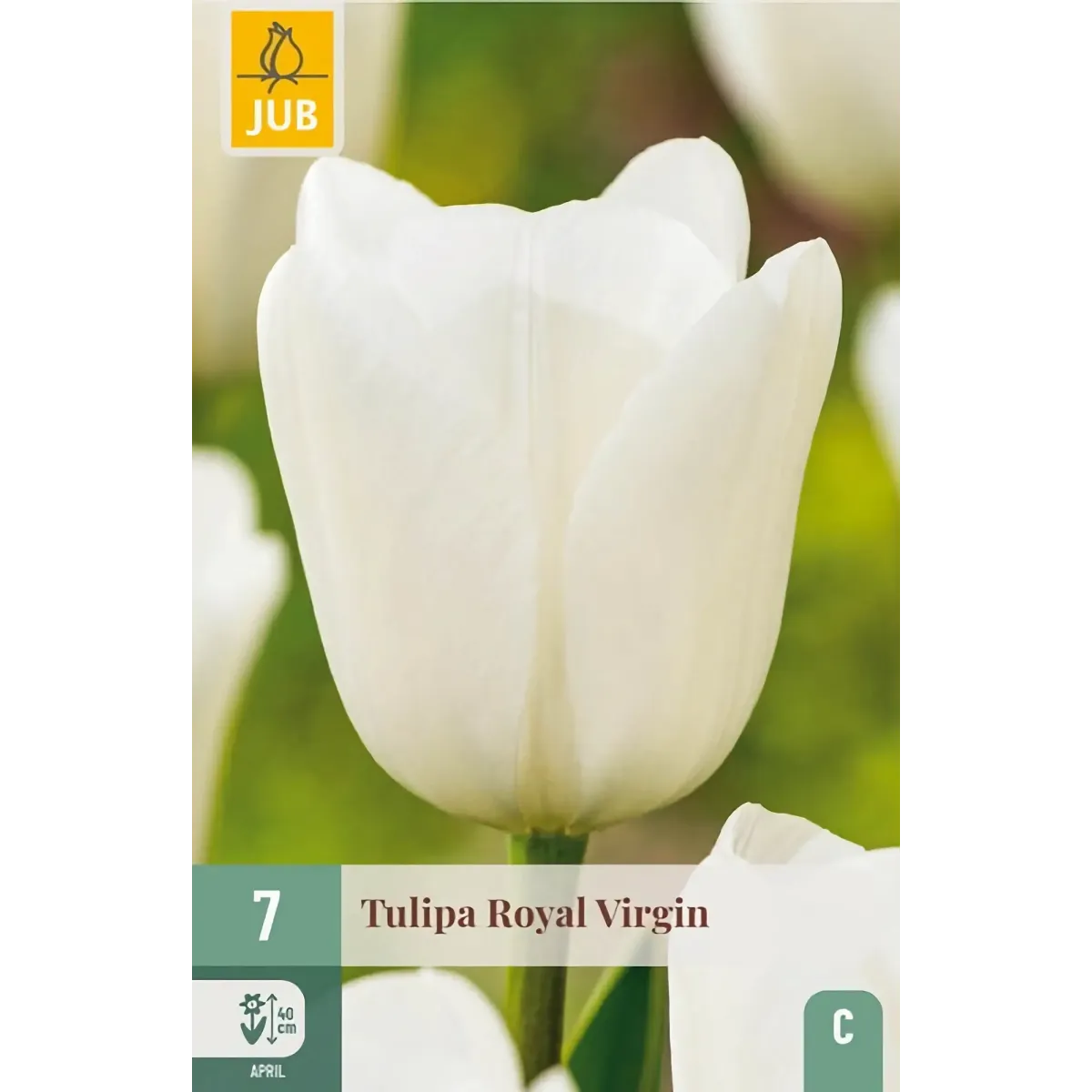 Bulbi di Tulipano Royal Virgin JUB Holland Bulbi di Tulipano Royal Virgin JUB Holland