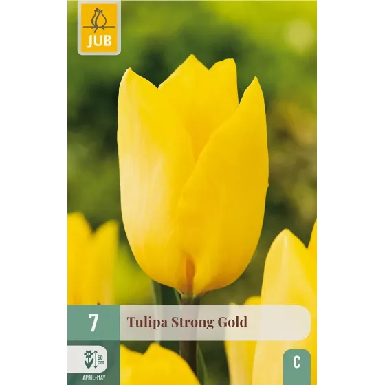 Bulbi di Tulipano Strong Gold JUB Holland
