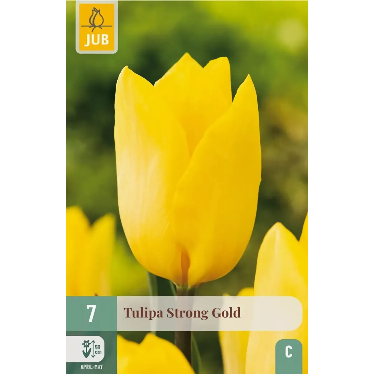 Bulbi di Tulipano Strong Gold JUB Holland Bulbi di Tulipano Strong Gold JUB Holland