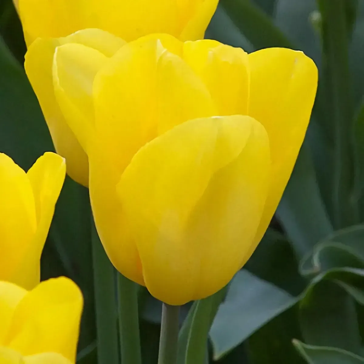Bulbi di Tulipano Strong Gold JUB Holland