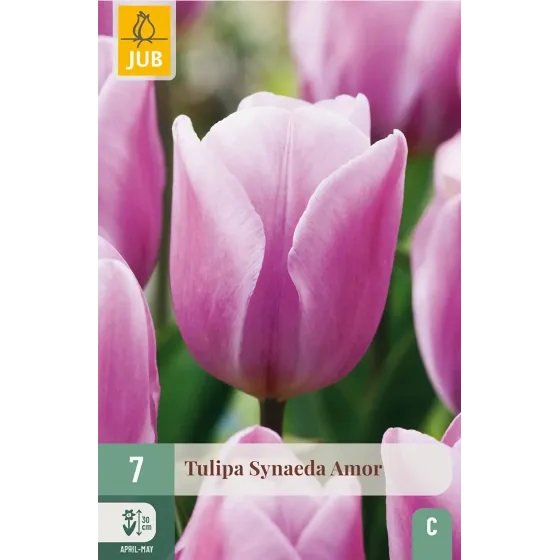 Bulbi di Tulipano Synaeda Amor JUB Holland
