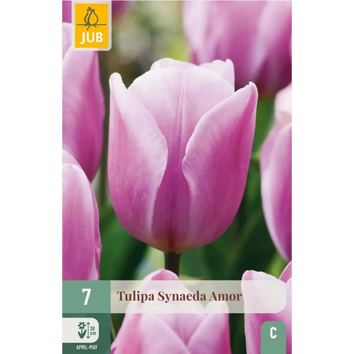 Bulbi di Tulipano Synaeda Amor JUB Holland Bulbi di Tulipano Synaeda Amor JUB Holland