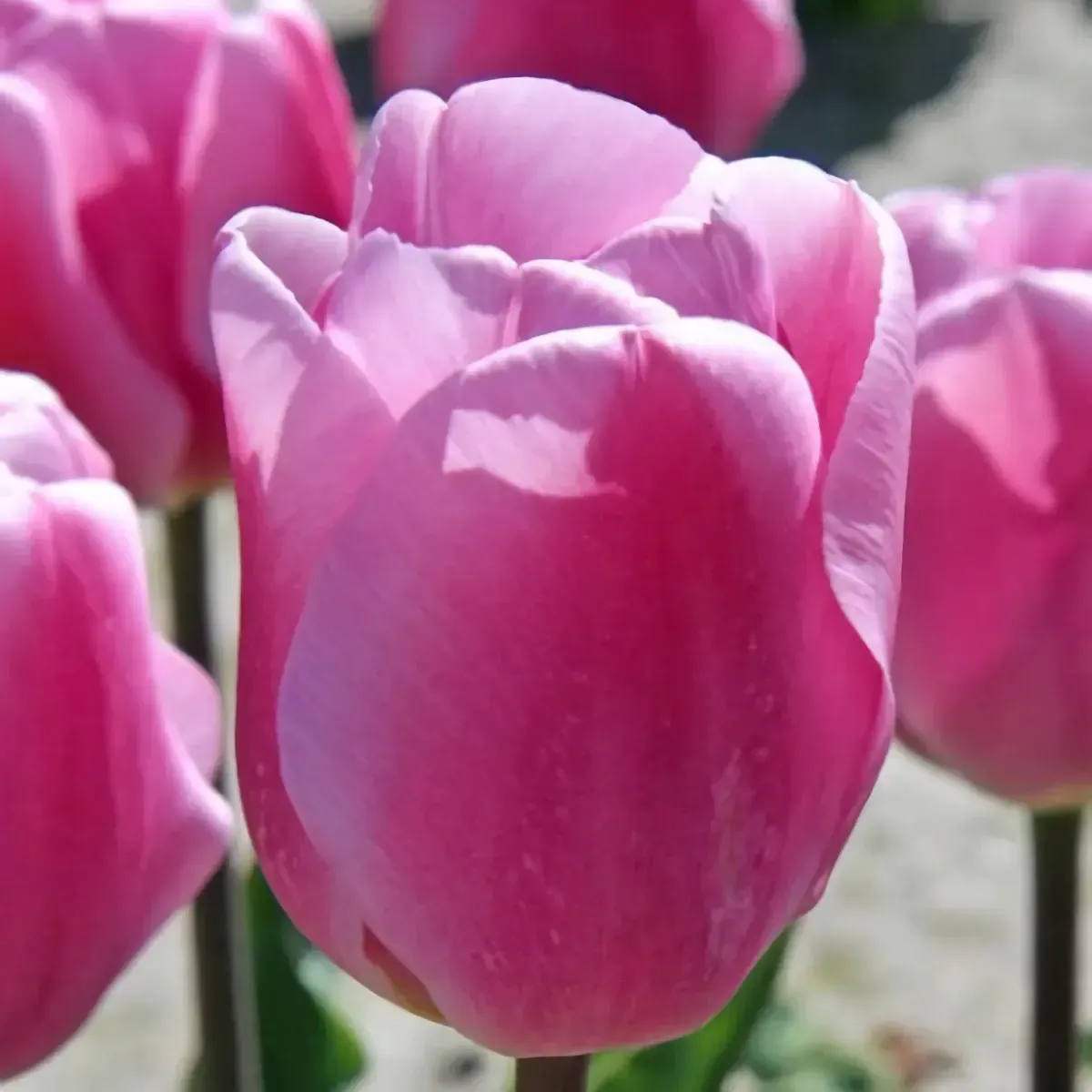 Bulbi di Tulipano Synaeda Amor JUB Holland