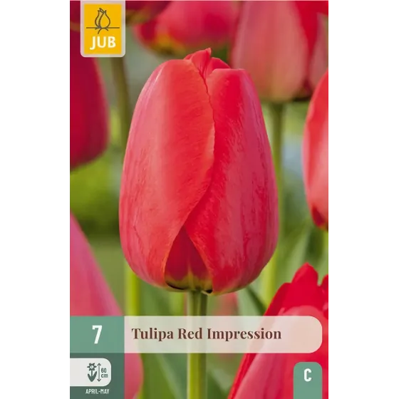Bulbi di Tulipano Rosso Red Impression | JUB Holland