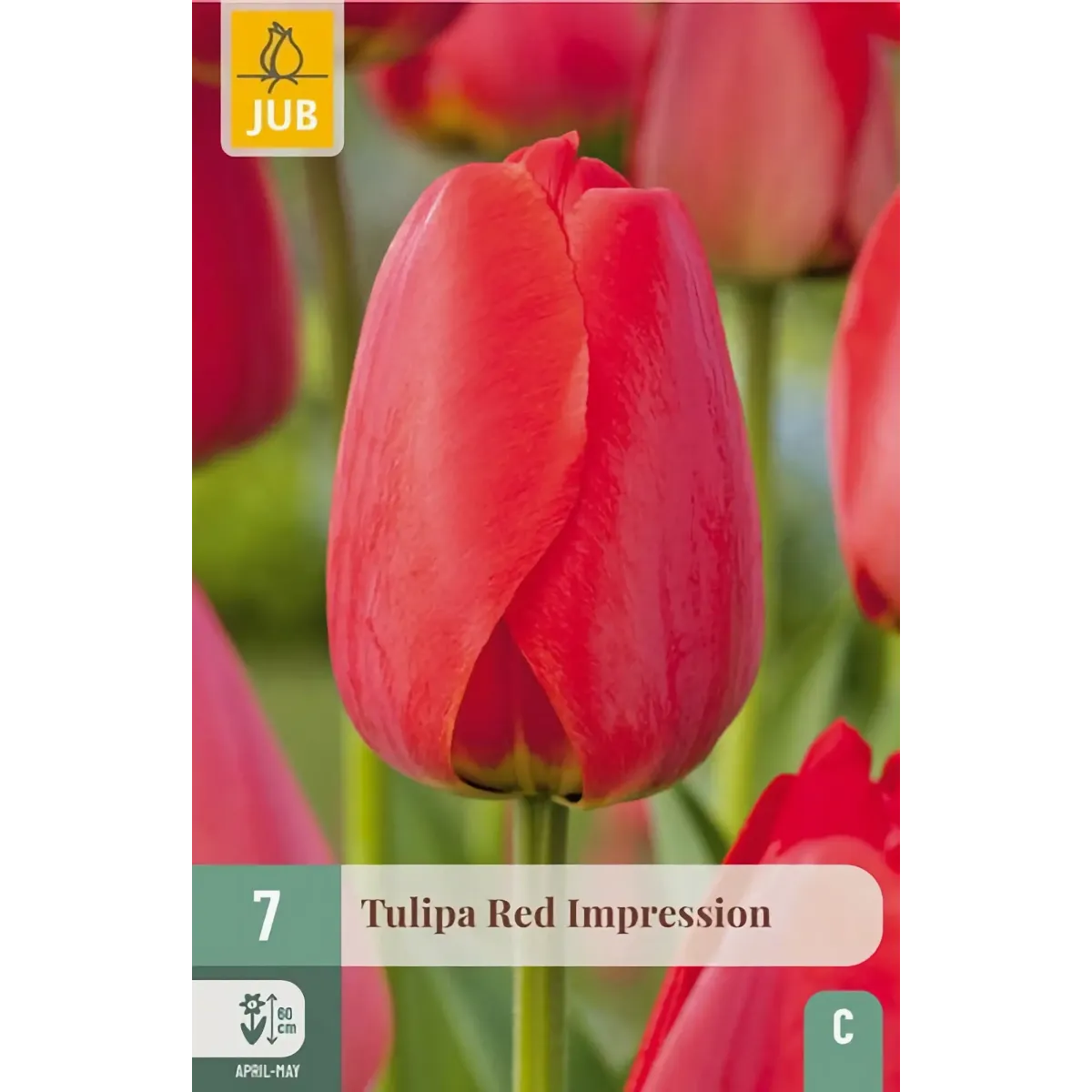 Bulbi di Tulipano Rosso Red Impression | JUB Holland Bulbi di Tulipano Rosso Red Impression | JUB Holland