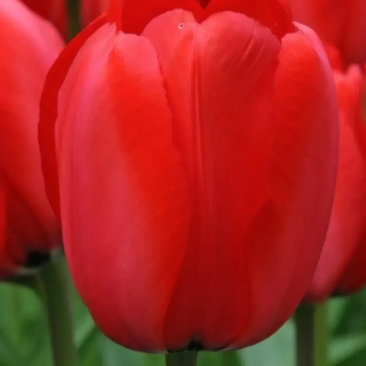 Bulbi di Tulipano Rosso Red Impression | JUB Holland