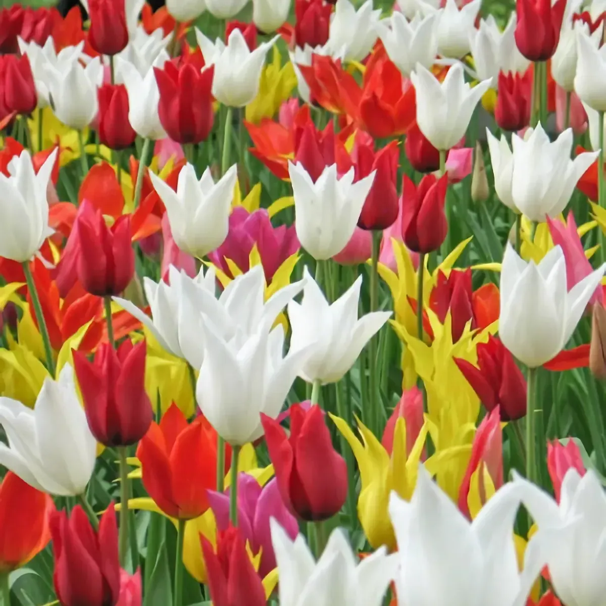 Bulbi di Tulipano Fior di Giglio MIX JUB Holland