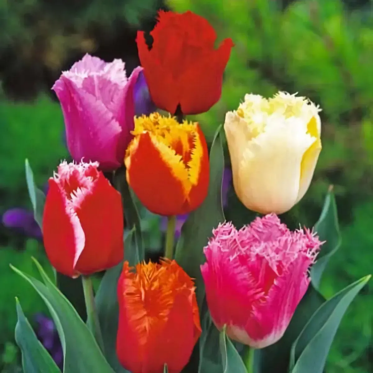 Bulbi di Tulipano Frangiato MIX JUB Holland