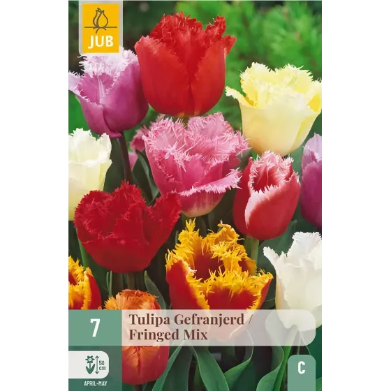 Bulbi di Tulipano Frangiato MIX JUB Holland