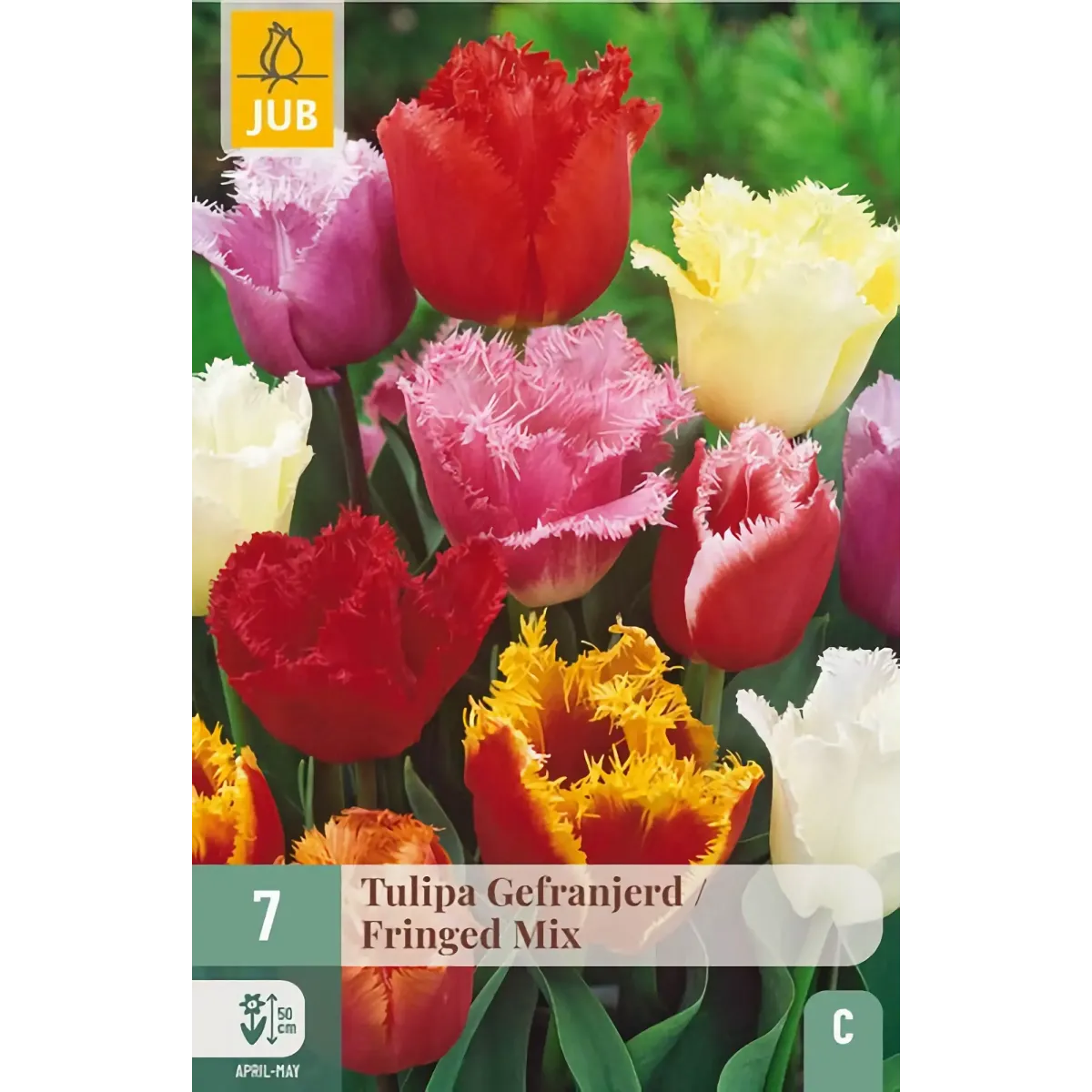 Bulbi di Tulipano Frangiato MIX JUB Holland Bulbi di Tulipano Frangiato MIX JUB Holland
