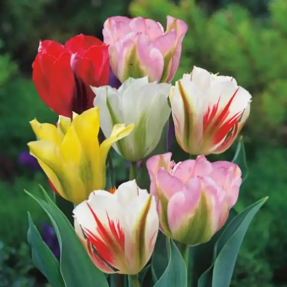Bulbi di Tulipano Viridiflora MIX JUB Holland
