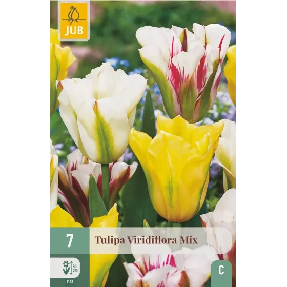 Bulbi di Tulipano Viridiflora MIX JUB Holland