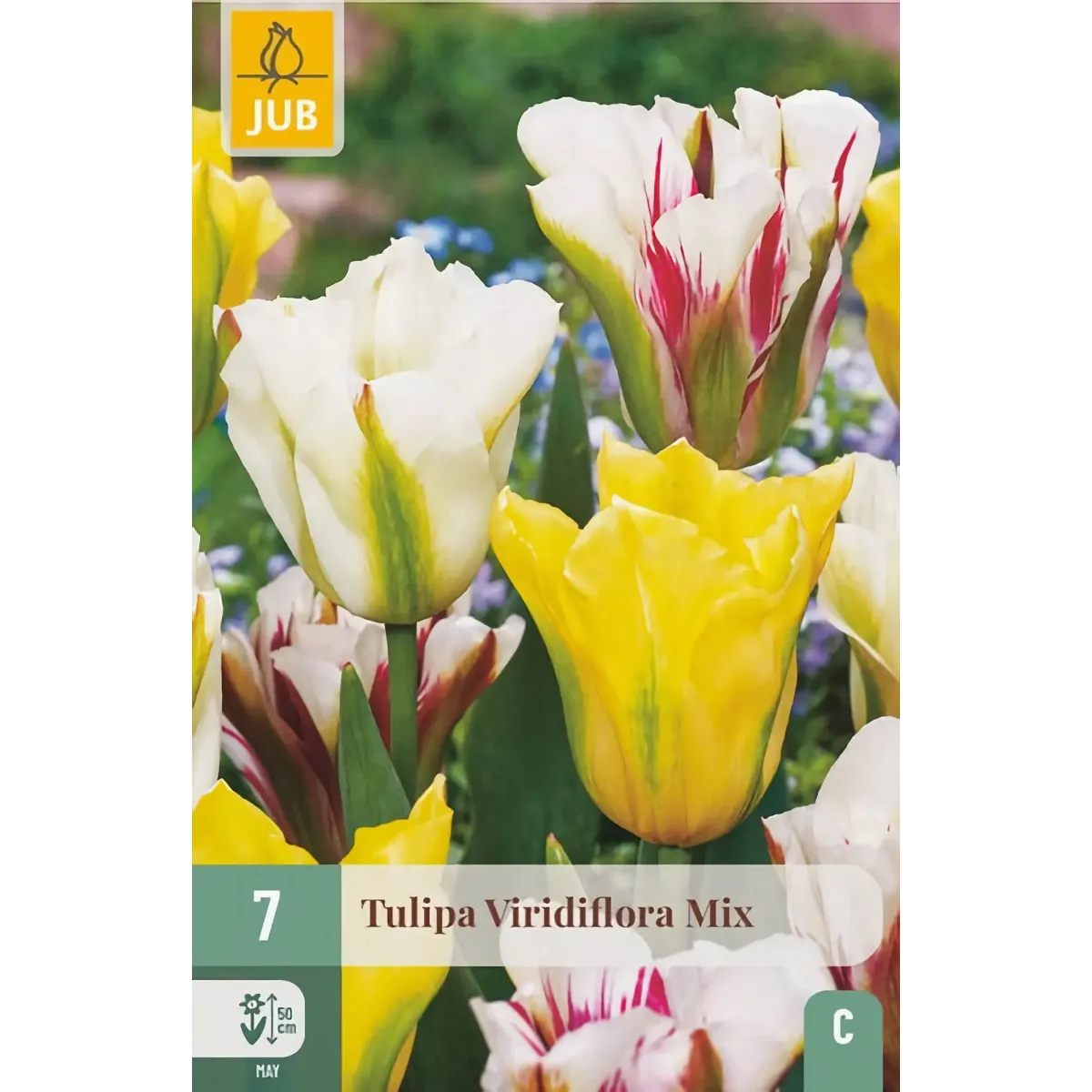 Bulbi di Tulipano Viridiflora MIX JUB Holland