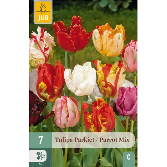 Bulbi di Tulipano Pappagallo MIX JUB Holland