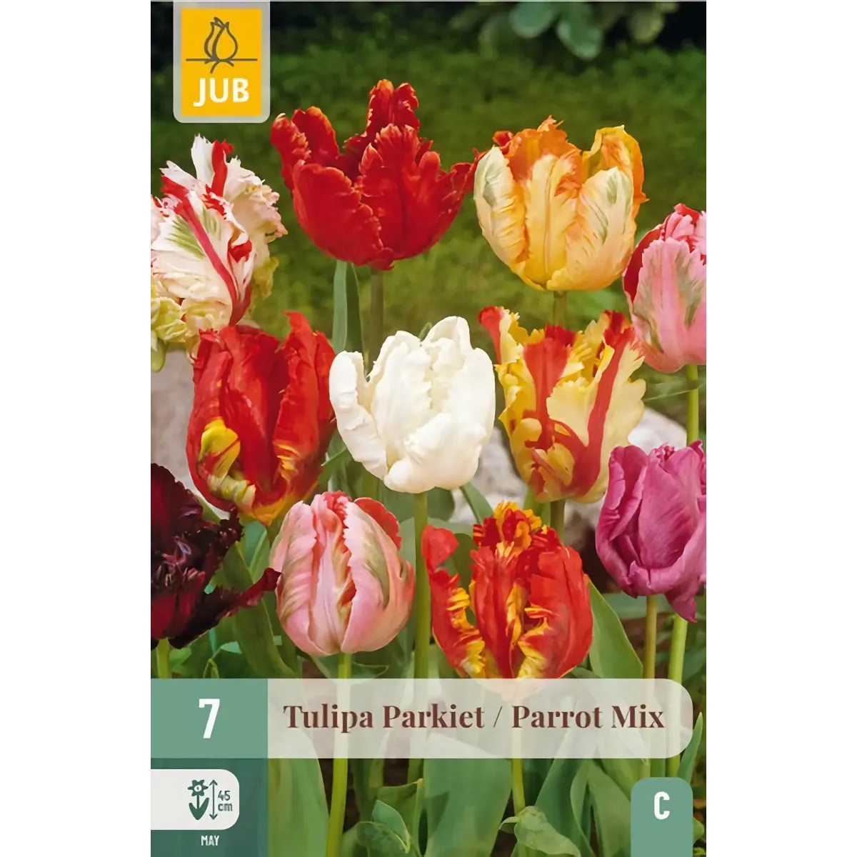 Bulbi di Tulipano Pappagallo MIX JUB Holland
