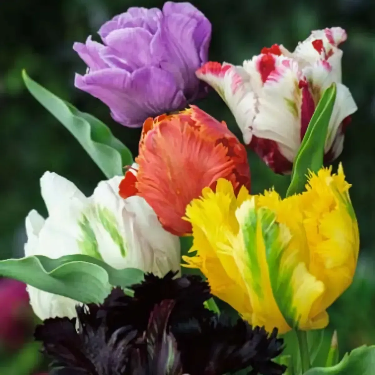 Bulbi di Tulipano Pappagallo MIX JUB Holland