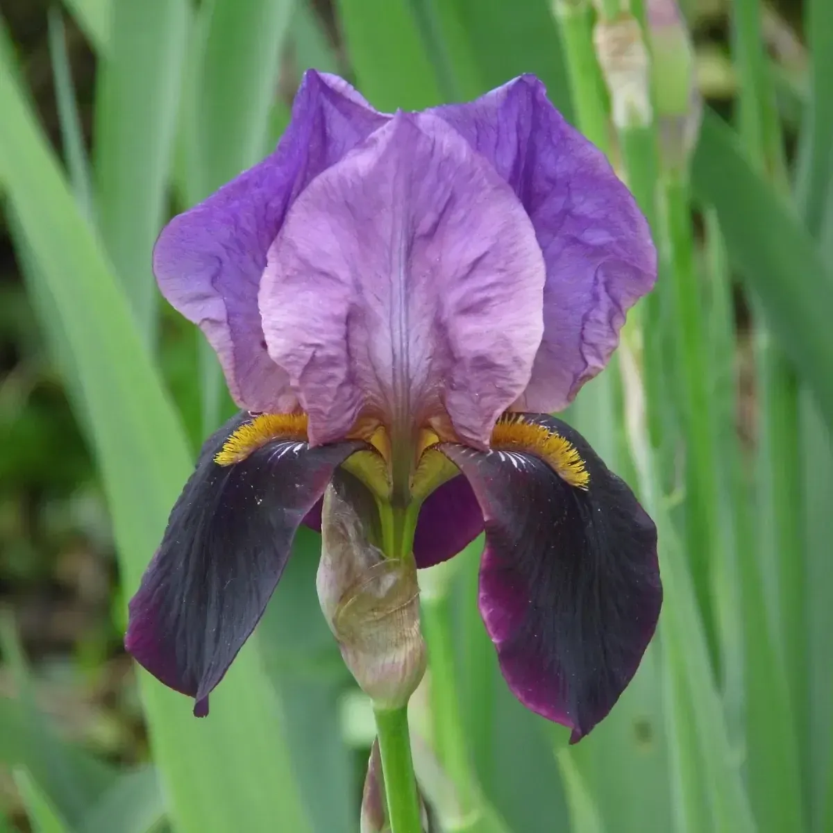 Bulbi di Iris Hollandica MIX JUB Holland