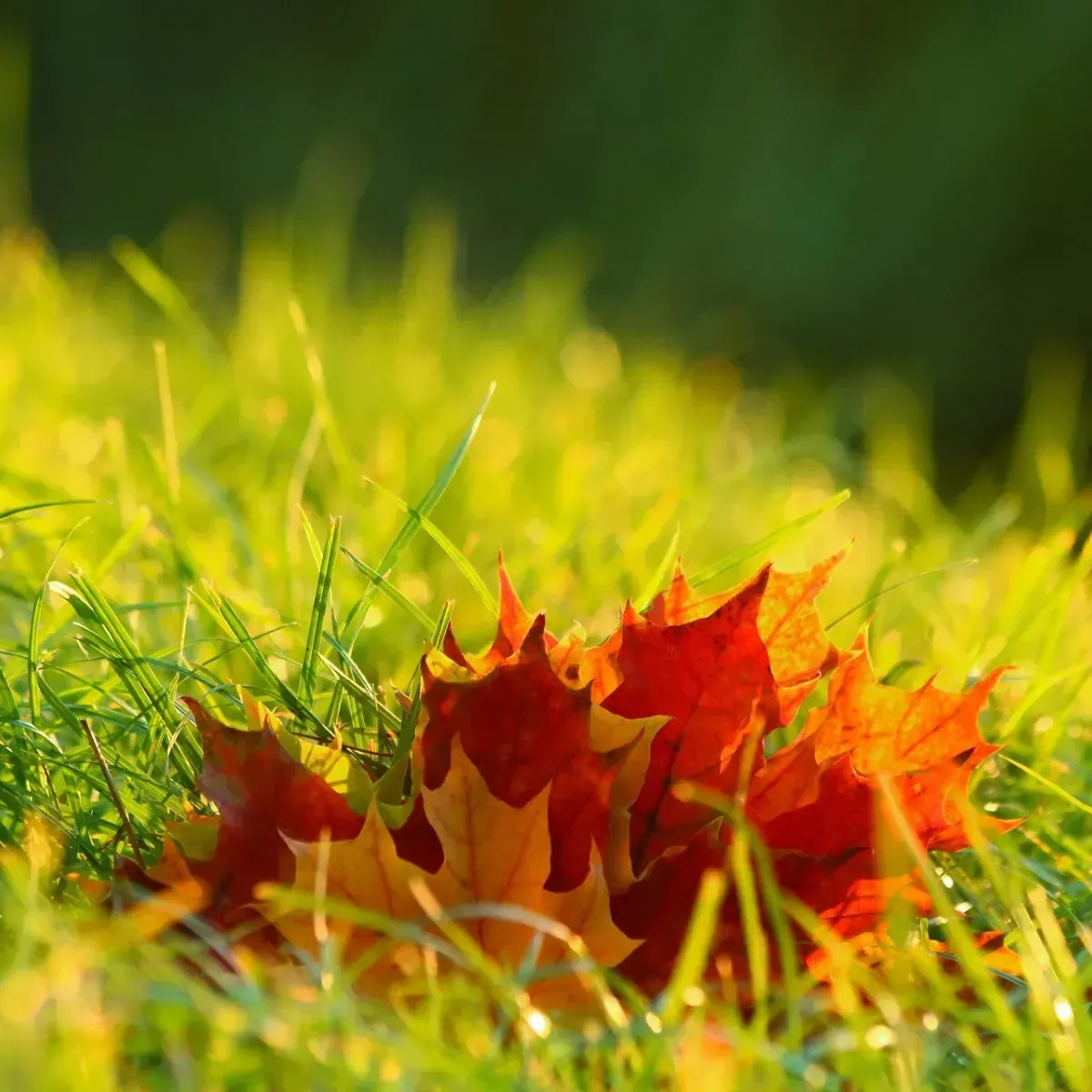 Concime per Prato Estate Autunno BIO COMPO