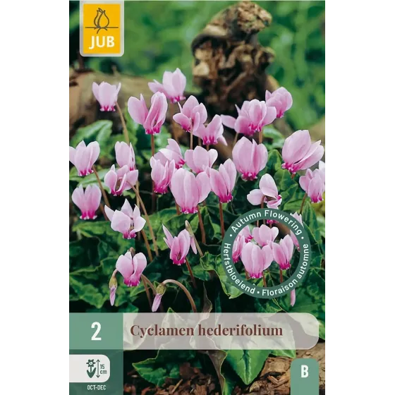 Bulbi di Ciclamino di Bosco Hederifolium JUB Holland