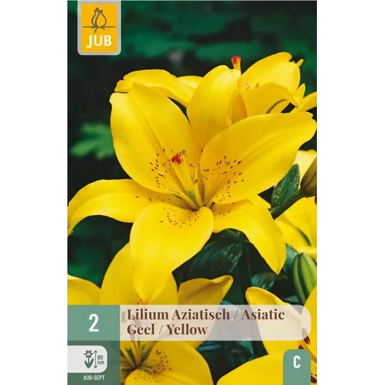 Bulbi di Lilium Giallo Asiatico JUB Holland