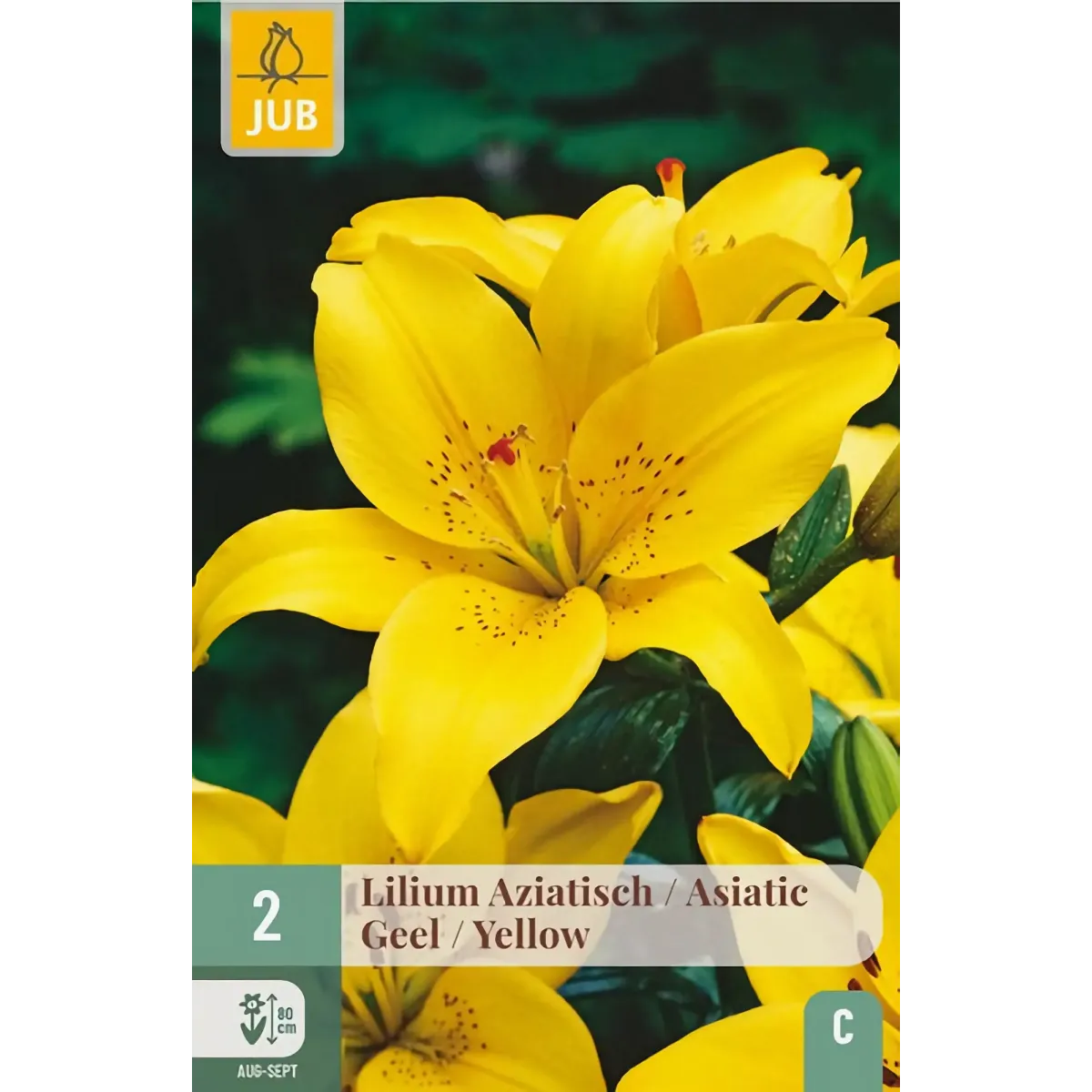 Bulbi di Lilium Giallo Asiatico JUB Holland Bulbi di Lilium Giallo Asiatico JUB Holland
