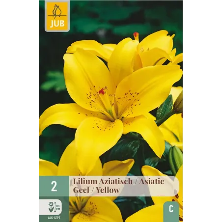 Bulbi di Lilium Giallo Asiatico JUB Holland