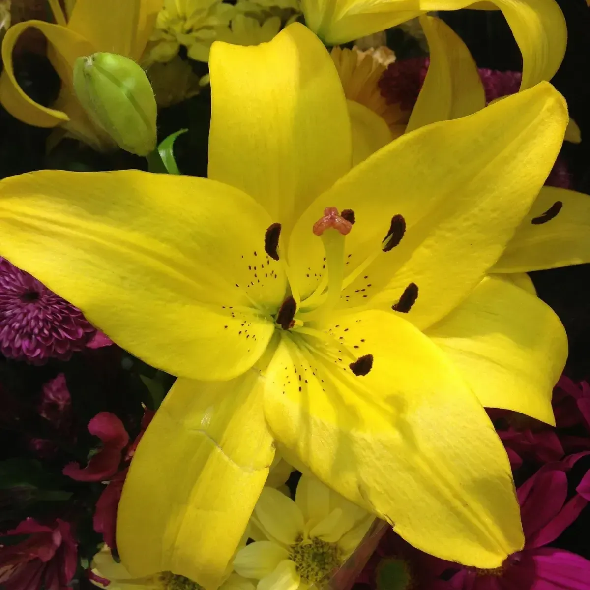 Bulbi di Lilium Giallo Asiatico JUB Holland