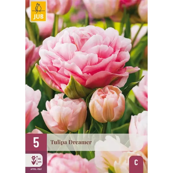 Bulbi di Tulipano Dreamer JUB Holland