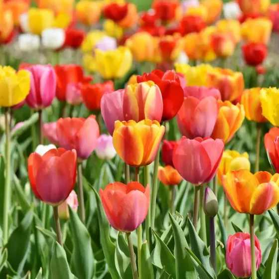 Bulbi di Tulipano Ibrido di Darwin MIX JUB Holland