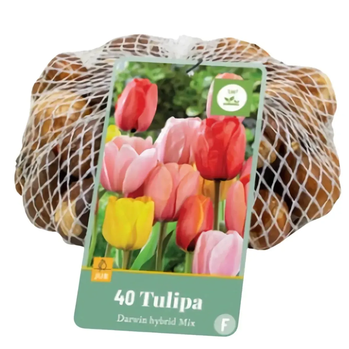 Bulbi di Tulipano Ibrido di Darwin MIX JUB Holland