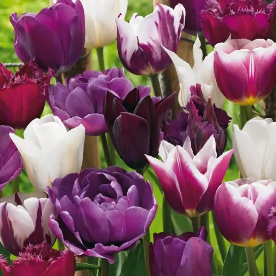 Bulbi di Tulipano Blueberry MIX JUB Holland