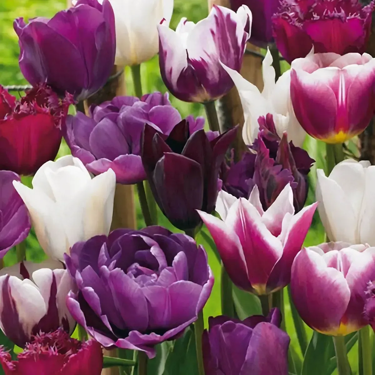 Bulbi di Tulipano Blueberry MIX JUB Holland Bulbi di Tulipano Blueberry MIX JUB Holland