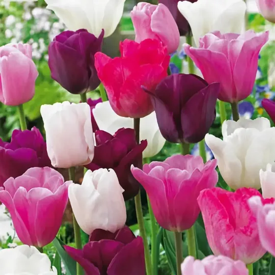 Bulbi di Tulipano Pastello MIX JUB Holland