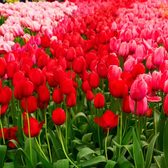 Bulbi di Tulipano Rosso e Rosa MIX JUB Holland