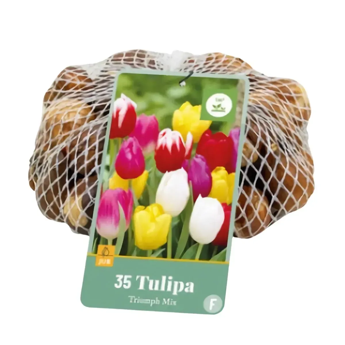 Bulbi di Tulipano Triumph MIX JUB Holland