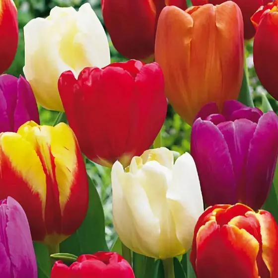 Bulbi di Tulipano Triumph MIX JUB Holland