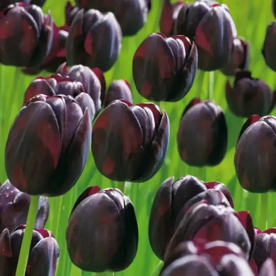 Bulbi di Tulipano Nero JUB Holland