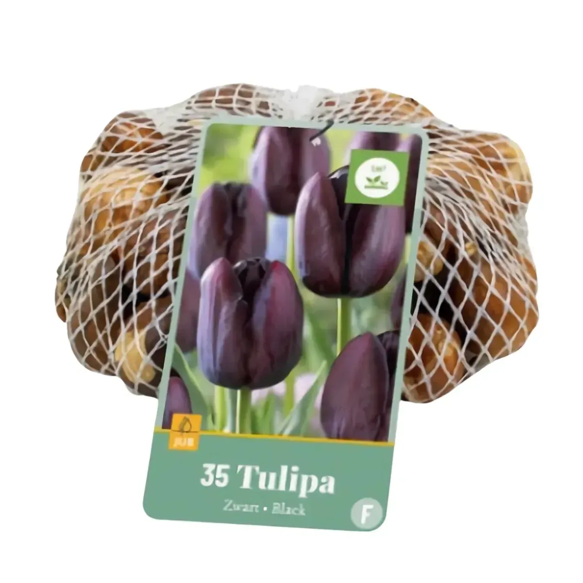 Bulbi di Tulipano Nero JUB Holland