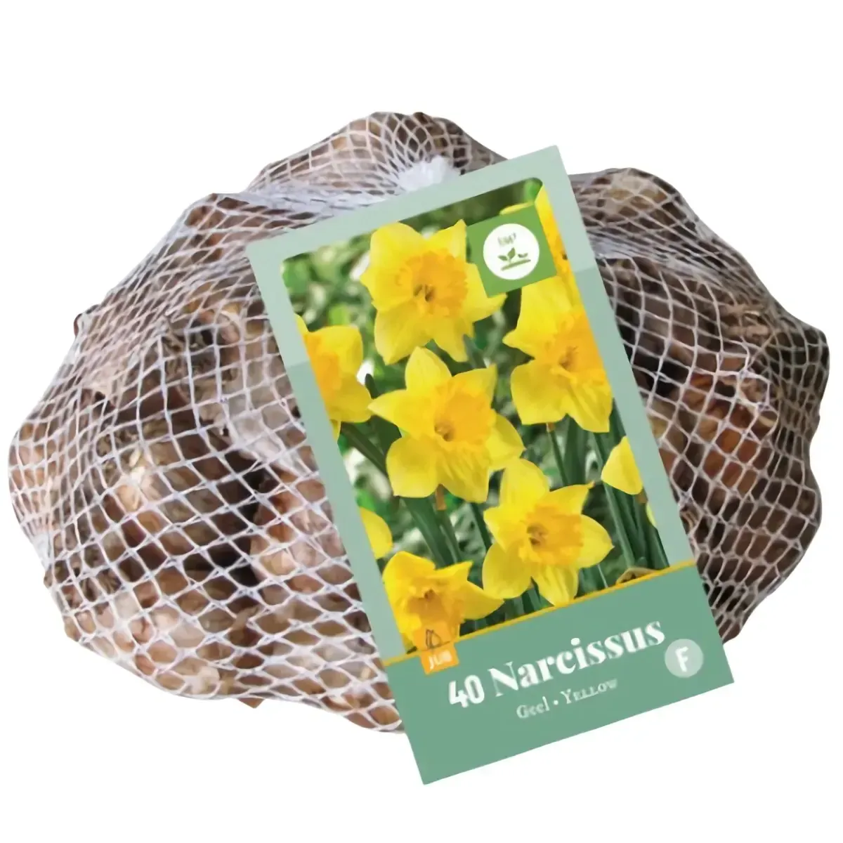 Bulbi di Narciso Giallo JUB Holland