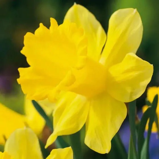 Bulbi di Narciso Giallo JUB Holland