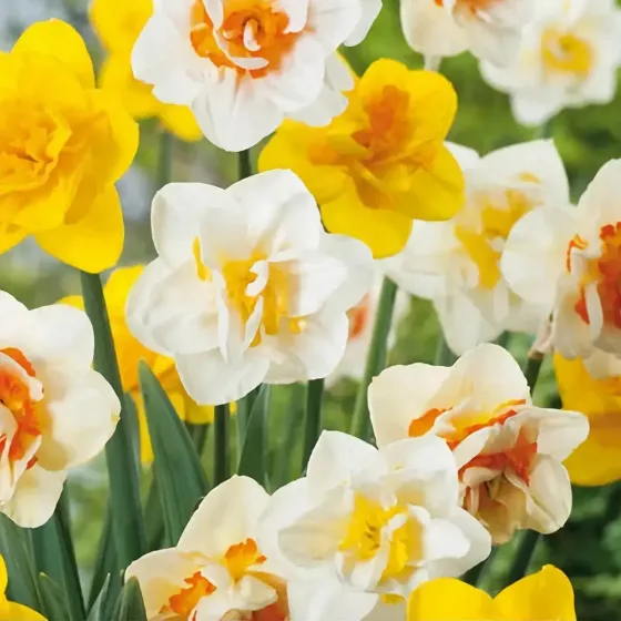 Bulbi di Narciso Doppio MIX JUB Holland