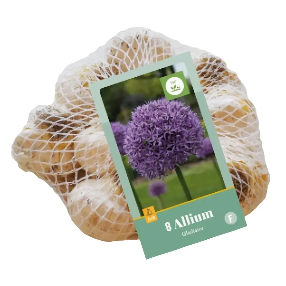 Bulbi di Allium Gladiator JUB Holland