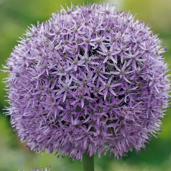 Bulbi di Allium Gladiator JUB Holland