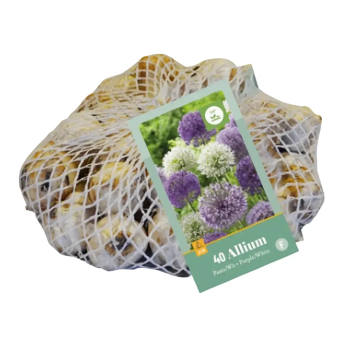 Bulbi di Allium Viola e Bianco JUB Holland