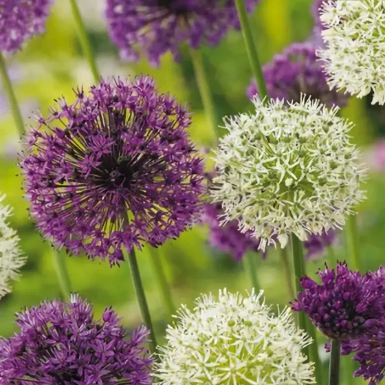 Bulbi di Allium Viola e Bianco JUB Holland