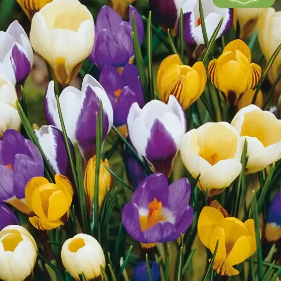 Bulbi di Crocus Fiore Grande Mix JUB Holland